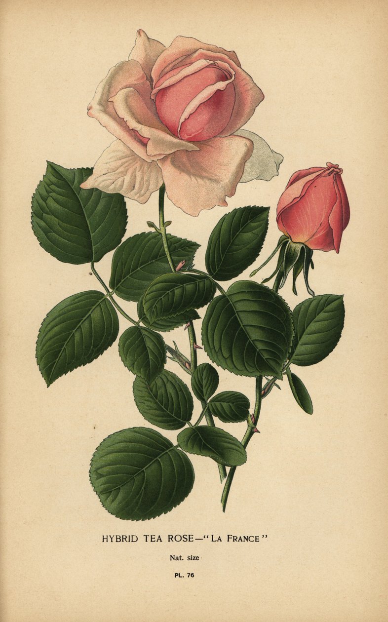 Tearózsa hibrid, La France, Rosa × odorata. alkotó: Désiré Georges Jean Marie Bois
