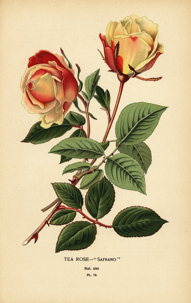Tearózsa hibrid, Sáfrány, Rózsa × Odorata. alkotó: Désiré Georges Jean Marie Bois