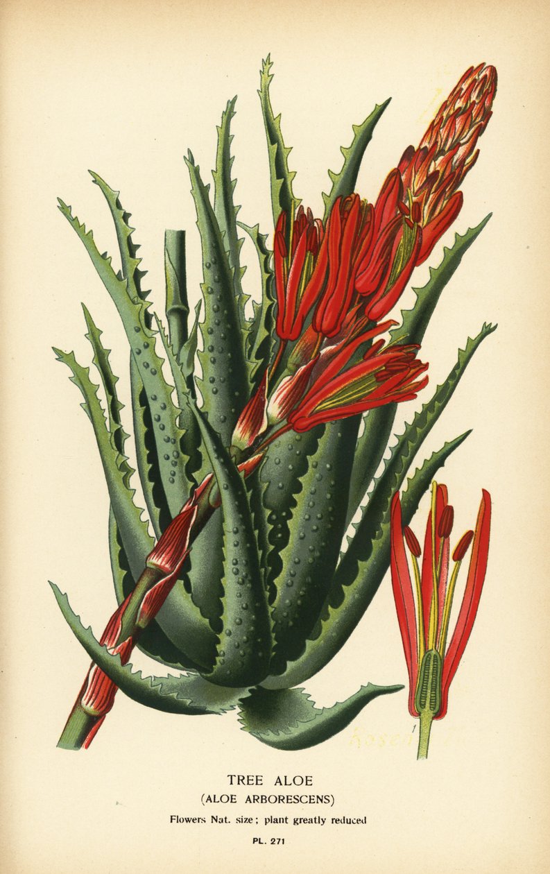 Fa aloe, Aloe arborescens. Kromolitográfia Desire Bois illusztrációjából Edward Step kedvenc virágai a kertből és az üvegházból, Frederick Warne, London alkotó: Désiré Georges Jean Marie Bois