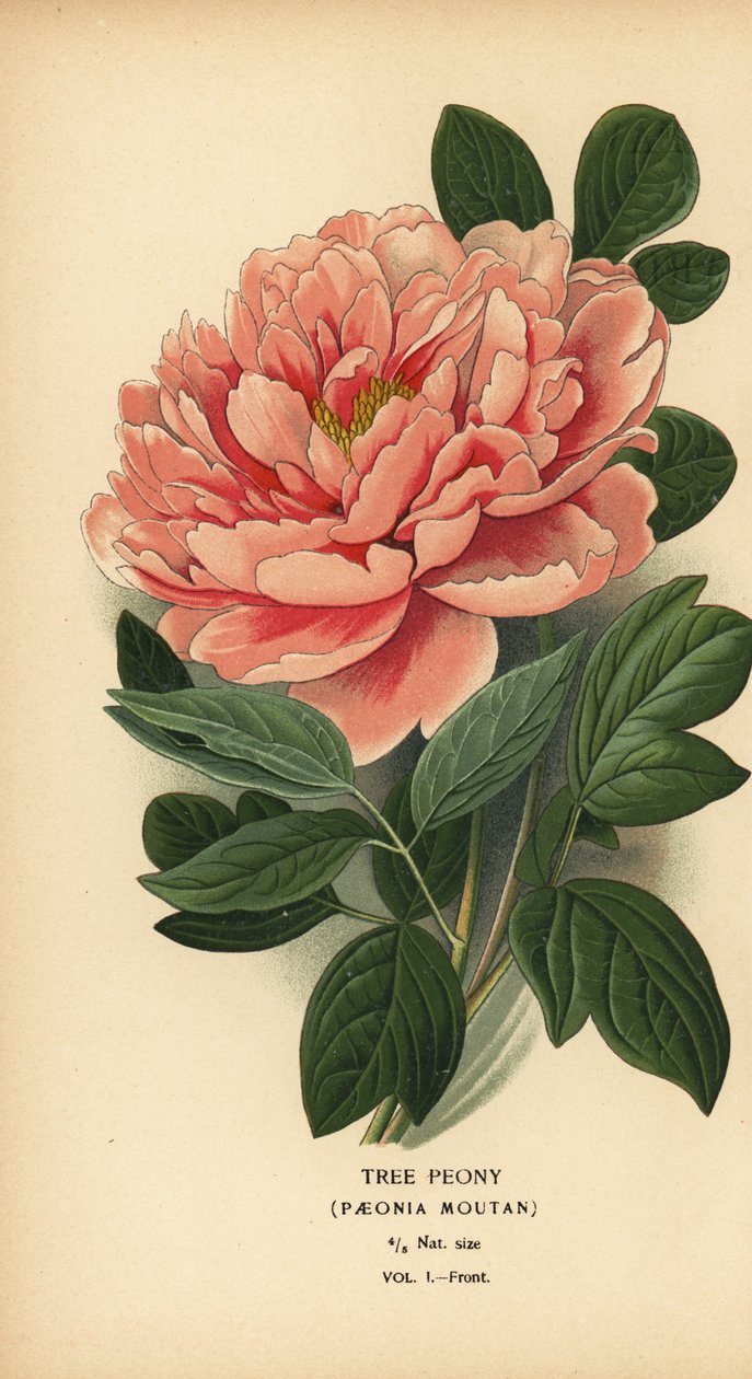 Fa bazsarózsa, Paeonia moutan. alkotó: Désiré Georges Jean Marie Bois