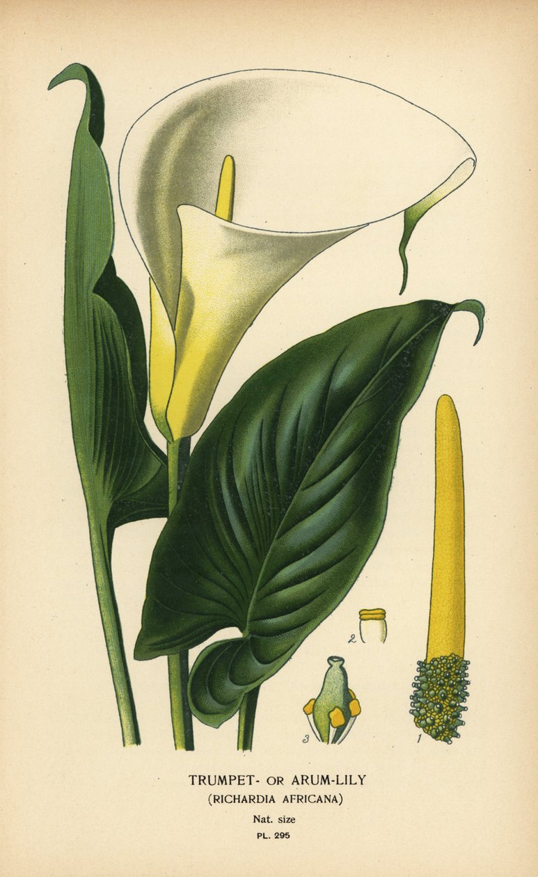 Trombitaliliom, arumliliom vagy Calla liliom, Zantedeschia aethiopica (Richardia africana). Kromolitográfia Desire Bois illusztrációjából Edward Step kedvenc virágai a kertből és az üvegházból, Frederick Warne, London alkotó: Désiré Georges Jean Marie Bois