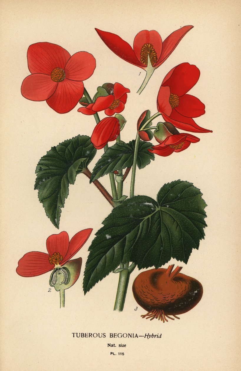 Gumós begónia hibrid. alkotó: Désiré Georges Jean Marie Bois