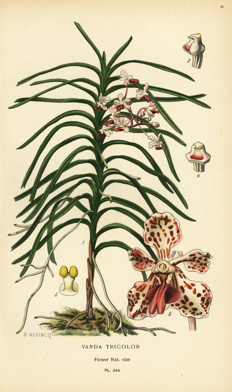 Vanda háromszínű orchidea. Kromolitográfia B. Herincq illusztrációjából, Edward Step kedvenc virágai a kertből és az üvegházból, Frederick Warne, London alkotó: Désiré Georges Jean Marie Bois