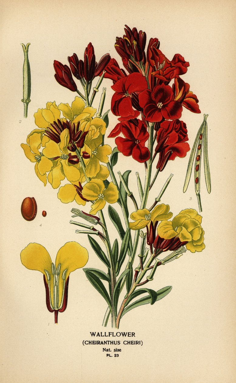 Falvirágok, Erysimum × cheiri. alkotó: Désiré Georges Jean Marie Bois