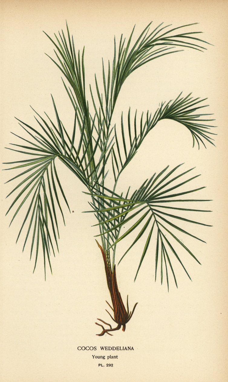Weddell-pálma, Lytocaryum weddellianum, fiatal növény (Cocos weddeliana). Kromolitográfia Desire Bois illusztrációjából Edward Step kedvenc virágai a kertből és az üvegházból, Frederick Warne, London alkotó: Désiré Georges Jean Marie Bois