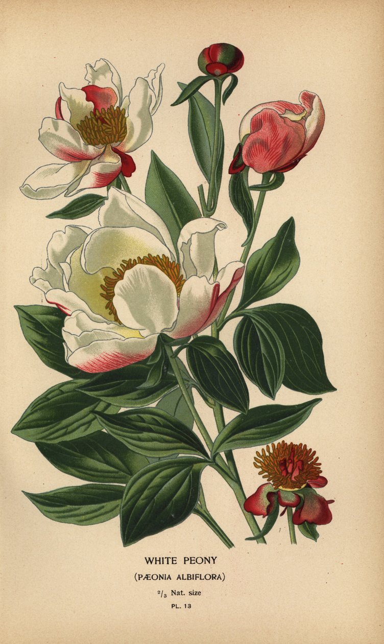 Fehér bazsarózsa, Paeonia lactiflora. alkotó: Désiré Georges Jean Marie Bois