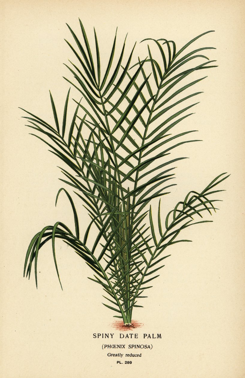 Vad datolyapálma vagy szenegáli datolyapálma, Phoenix reclinata (tüskés datolyapálma, Phoenix spinosa). Kromolitográfia Desire Bois illusztrációjából Edward Step kedvenc virágai a kertből és az üvegházból, Frederick Warne, London alkotó: Désiré Georges Jean Marie Bois