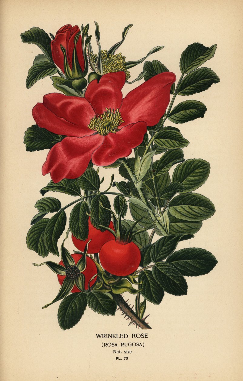 Ráncos rózsa, Rosa rugosa. alkotó: Désiré Georges Jean Marie Bois
