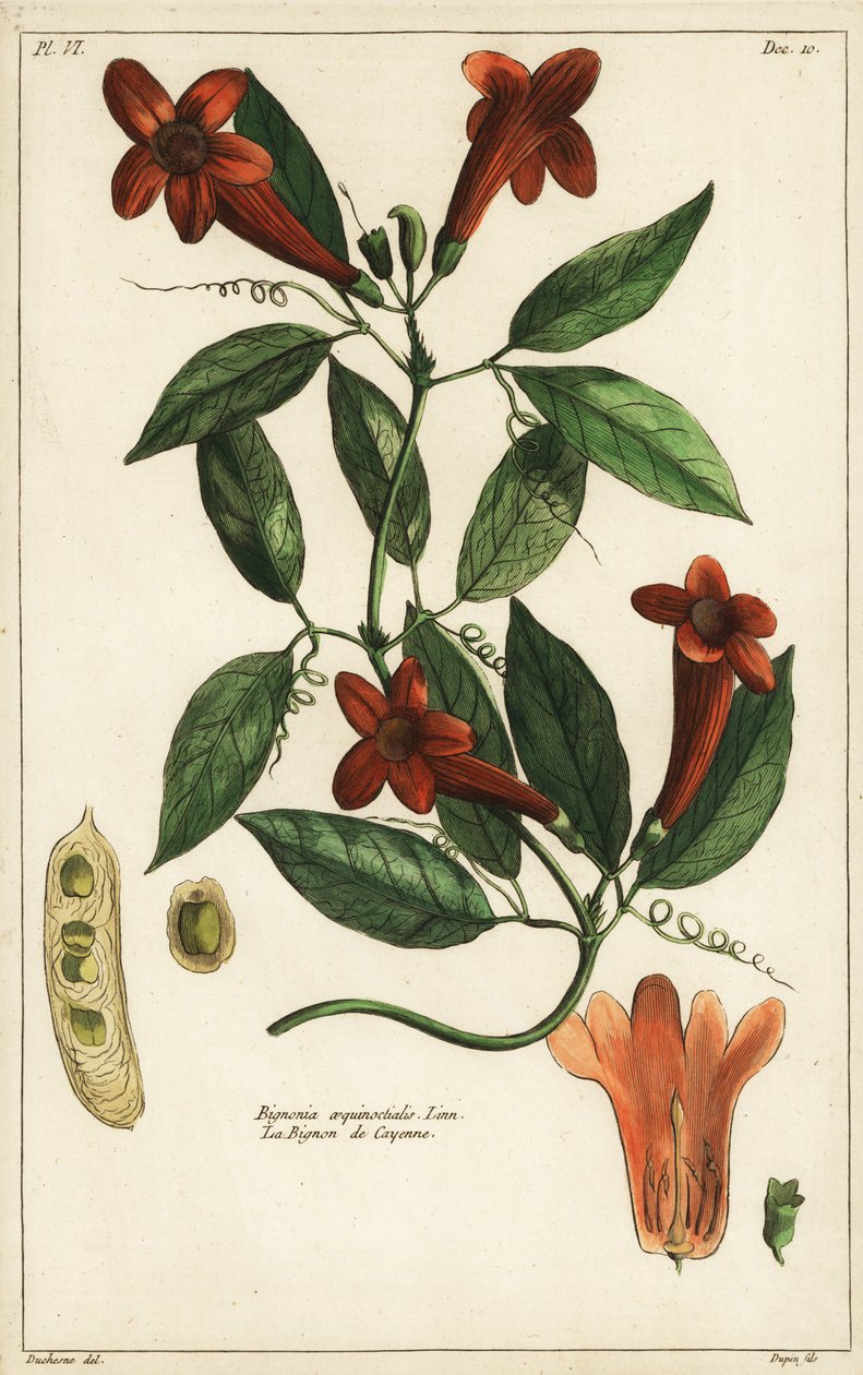 Fokhagyma szőlő, Bignonia equinoctialis, Linn alkotó: Duchesne Duchesne