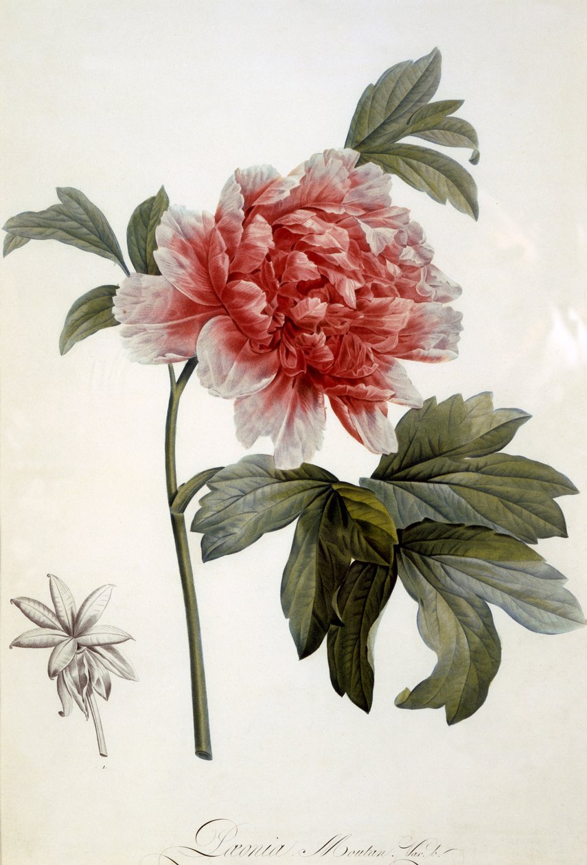 Paeonia Moutan, 1799-ben megjelent (színes metszet) alkotó: Dutch School