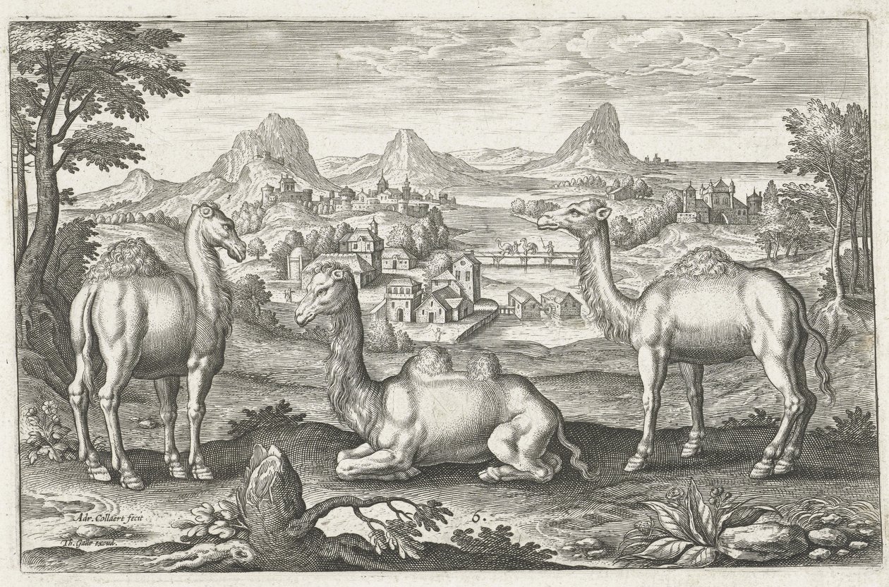 Három teve, Adriaen Collaert metszet (1560-1618 körül) alkotó: Dutch School