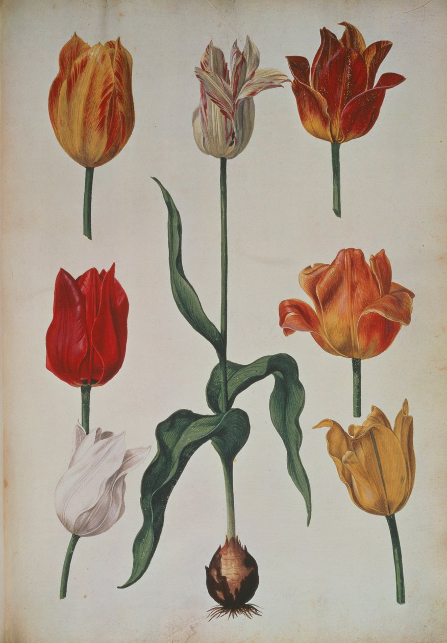 Tulipánok: innen: Természetből merített virágok gyűjteménye (Természetből merített virágok gyűjteménye) 1630 körül alkotó: Dutch School