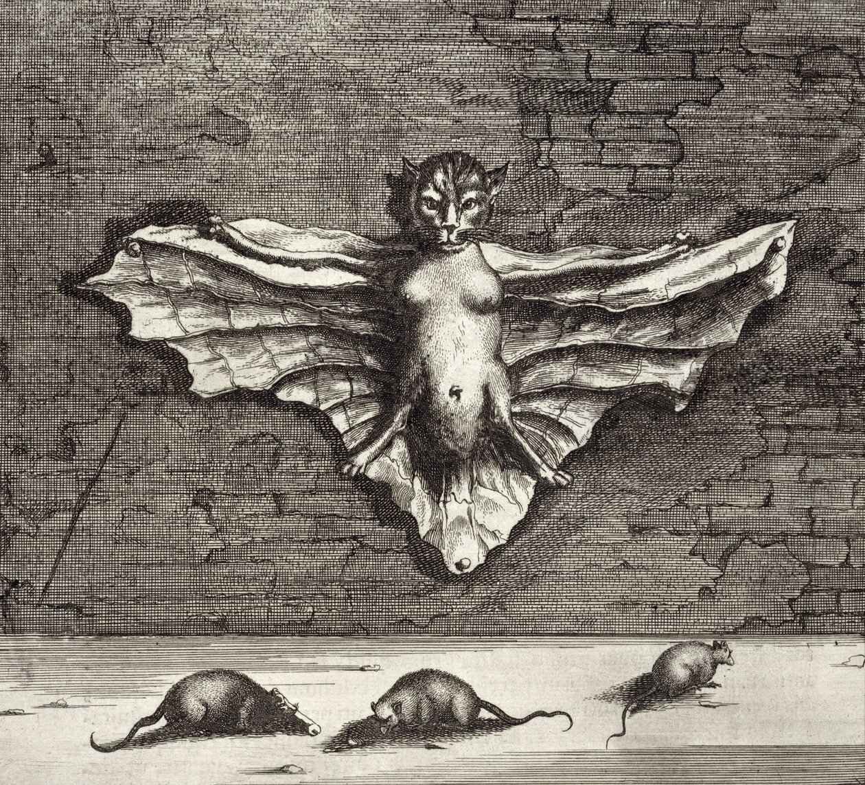 Egy repülő macskaként ismert denevér Kínából Illusztrálta: Athanasius Kircher (1601-80) 1667 alkotó: Dutch School