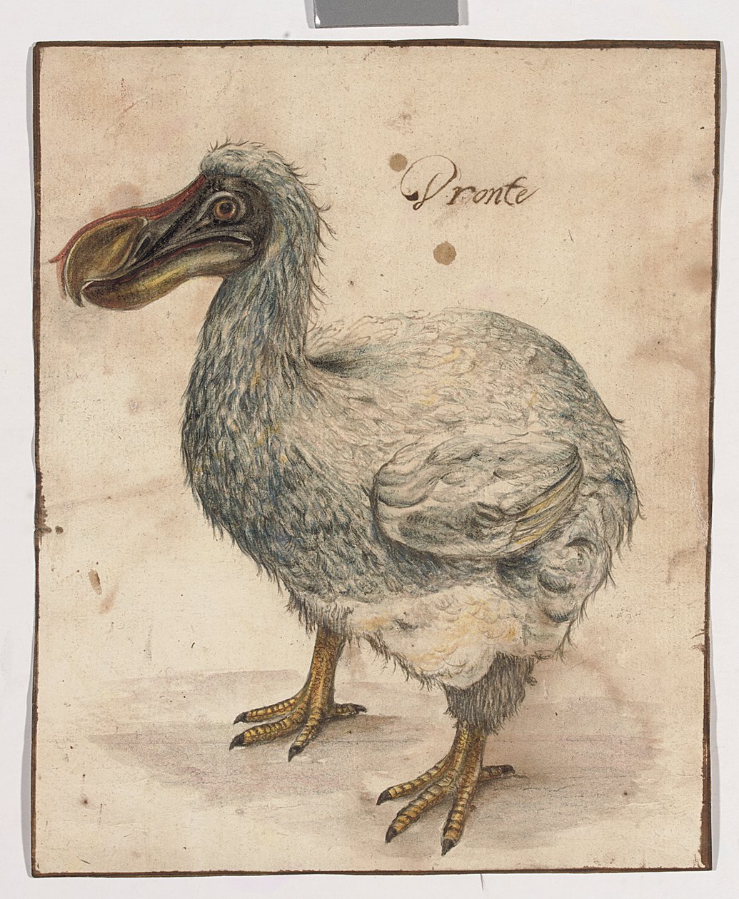 A Dodo (nyomokban fekete kréta, w/c és gumiarábikum, barna lemosási vonalakkal) alkotó: Dutch School