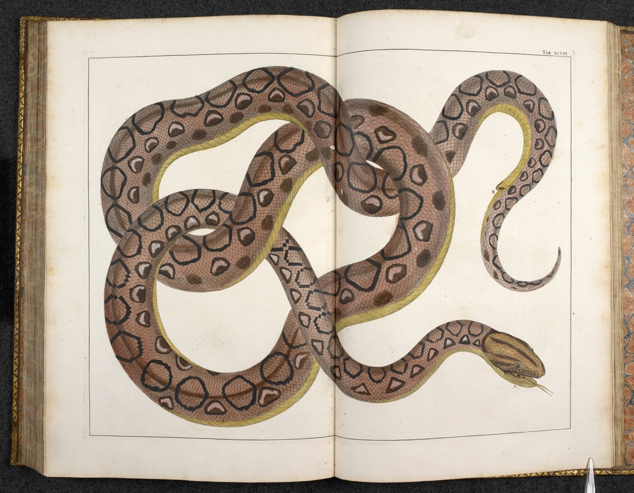 Egy Python, a 