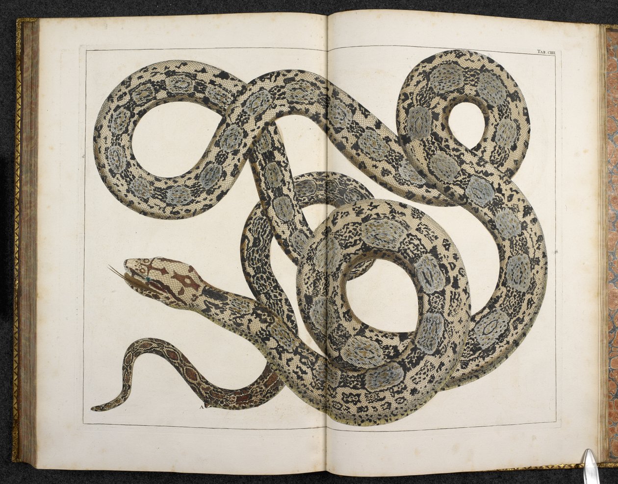 Egy Python, a 