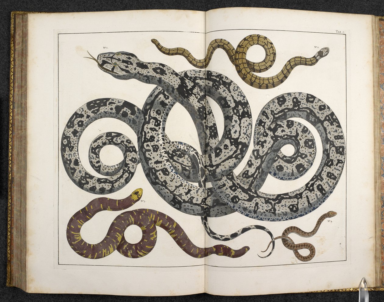 Egy Python, a 