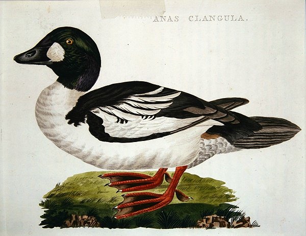 Anas Clangula alkotó: Dutch School