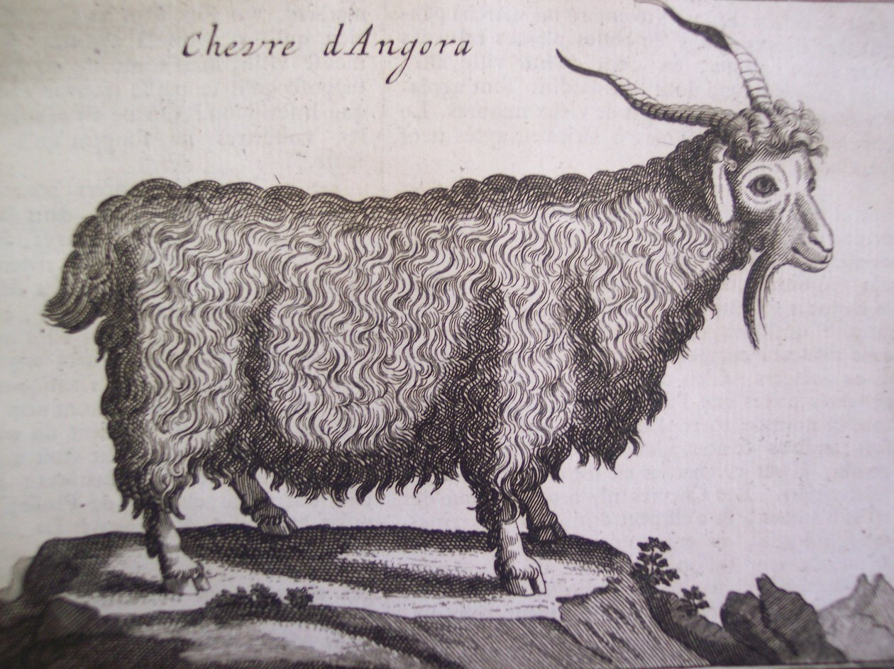 Angora kecske, Relation dun Voyage du Levant, Joseph Pitton de Tournefort, Amszterdam, 1718 alkotó: Dutch School