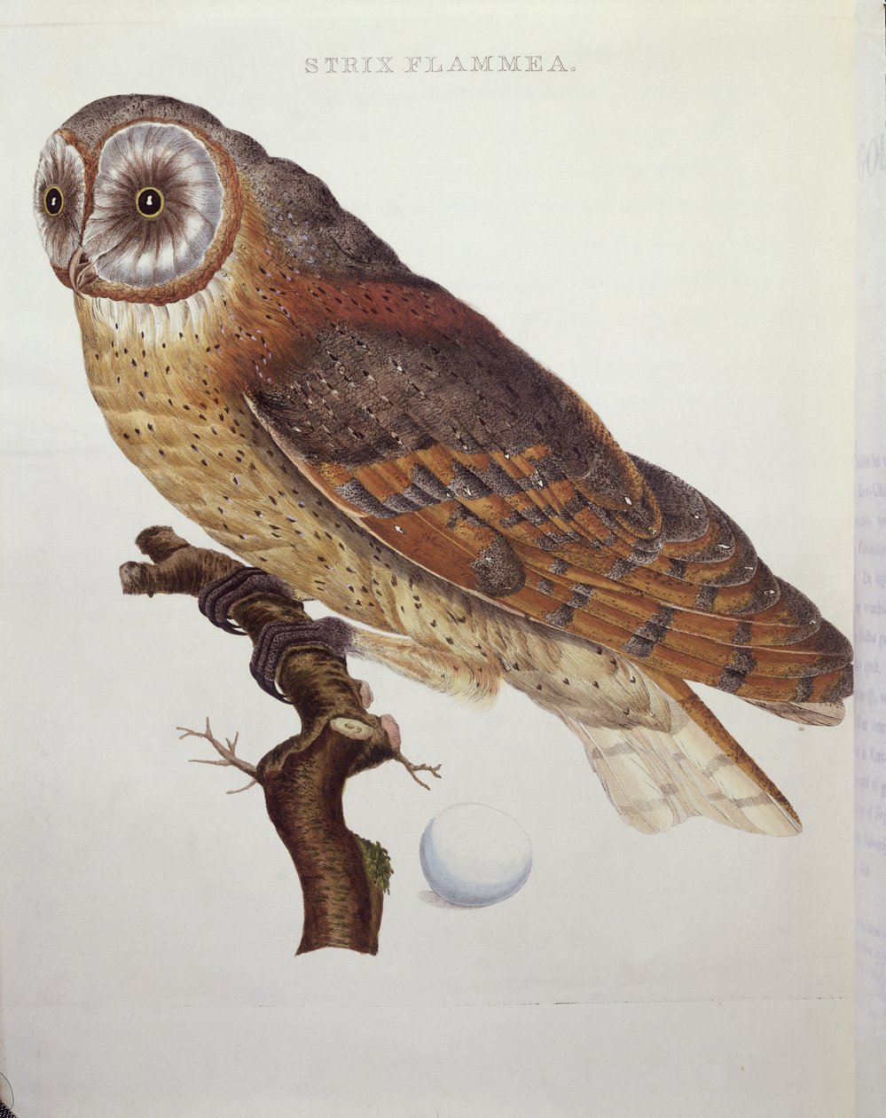 Fülesbagoly (Strix Flammea) 1796 alkotó: Dutch School