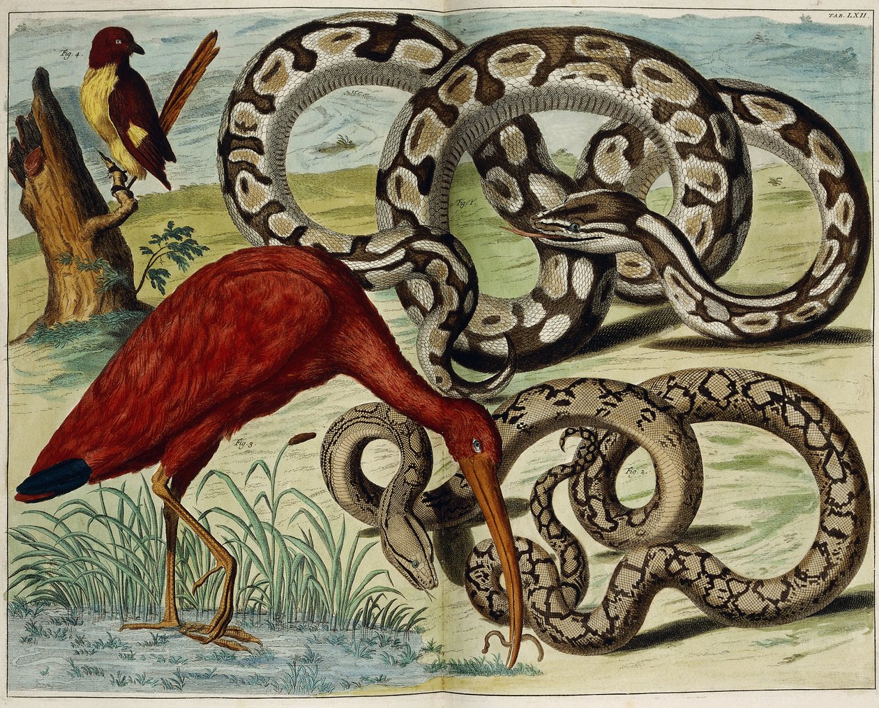 Madarak és kígyók, 62. tábla, "A természeti kincsek legpontosabb leírása", 1734-1765 alkotó: Dutch School
