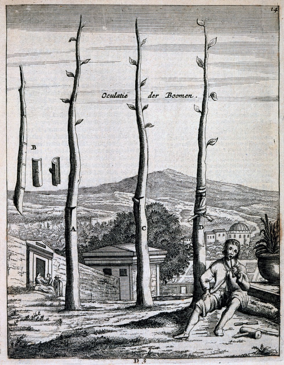 Gyümölcsfák, Jan Commelin De Nederlandze Hesperides című művéből, 1676-ban alkotó: Dutch School
