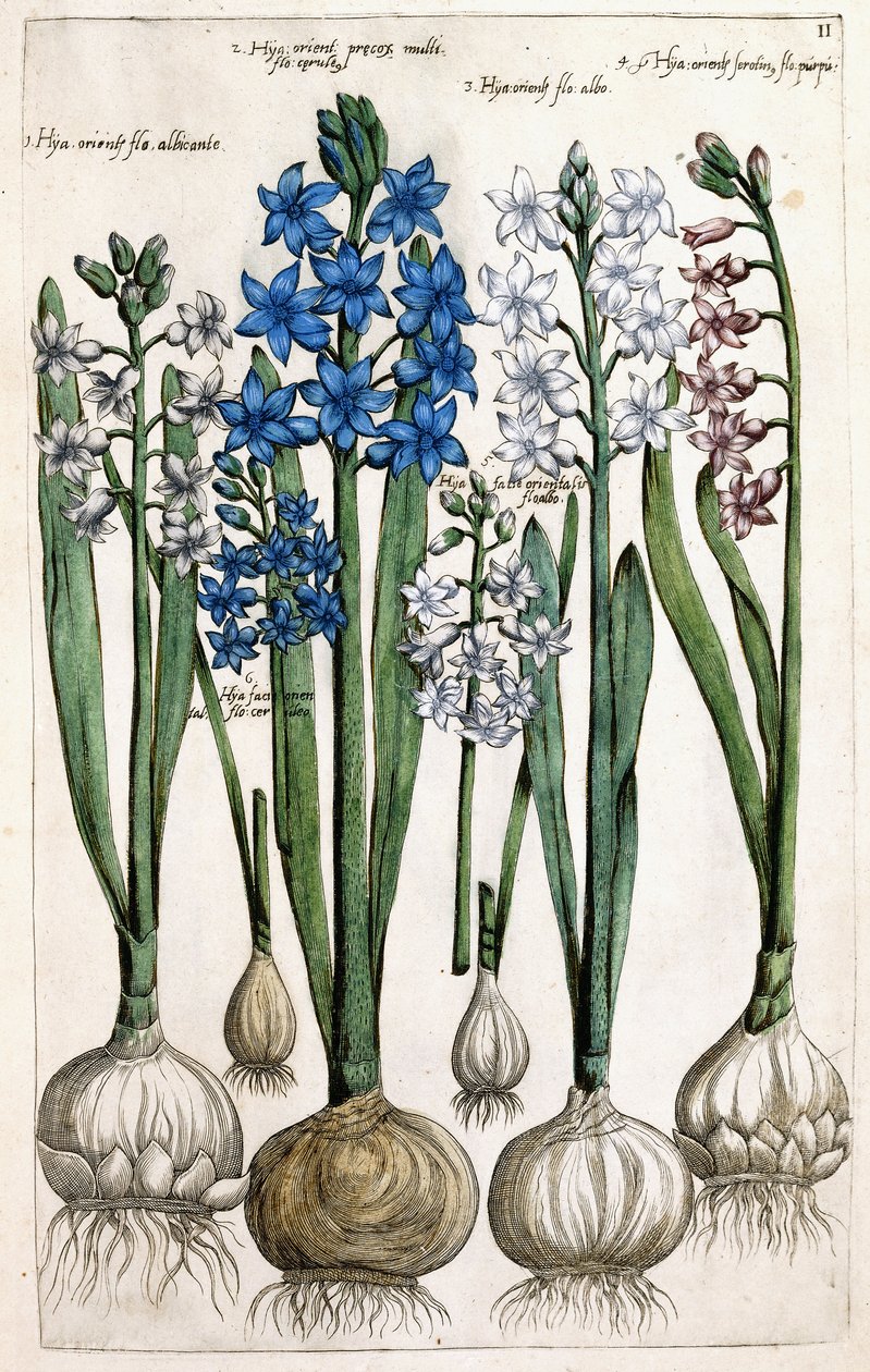 Jácint, 1631-1647 alkotó: Dutch School