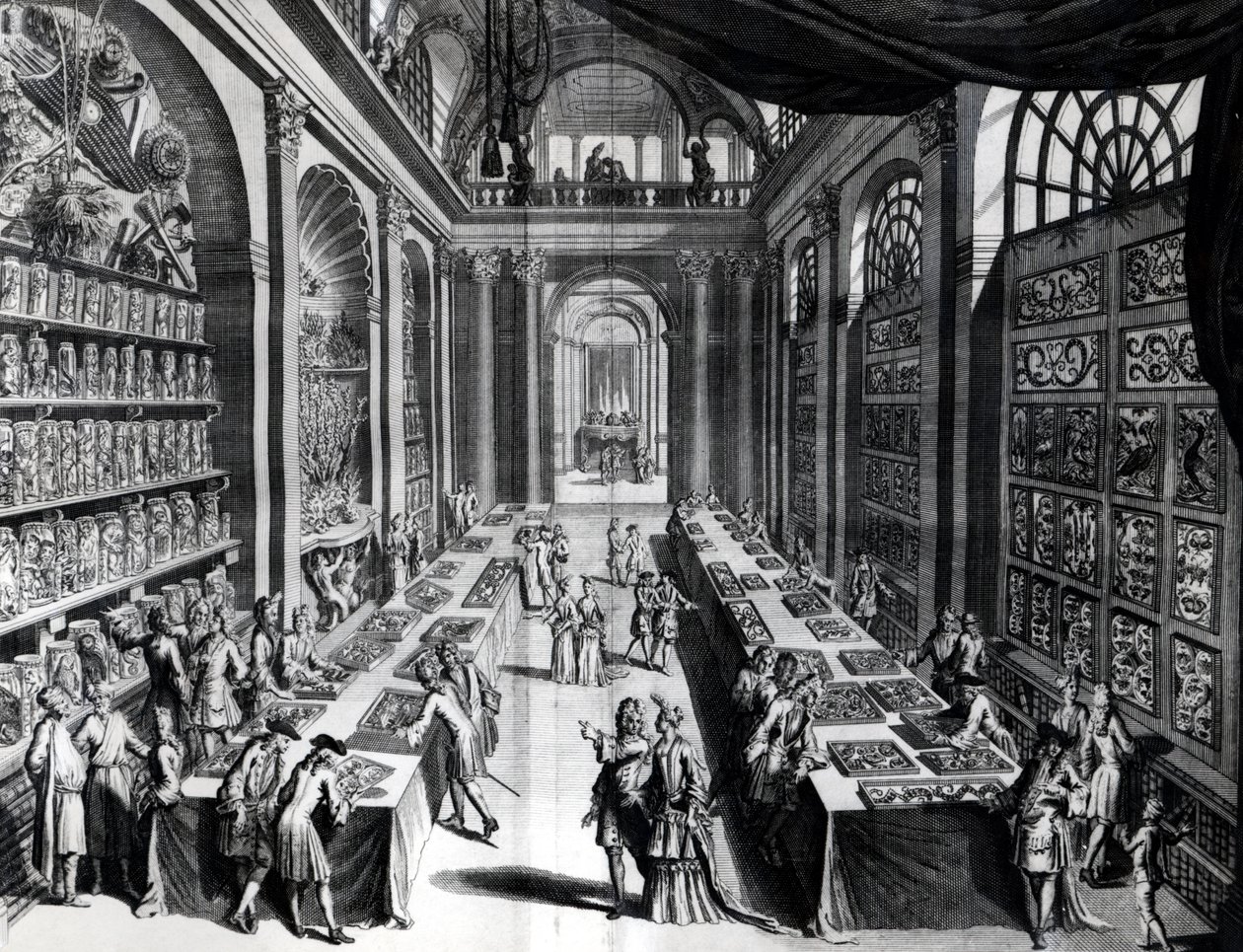 Levin Vincents érdekességek gyűjteménye, illusztráció a Theatre de la Merveilles de la Nature-ből, 1719 körül alkotó: Dutch School