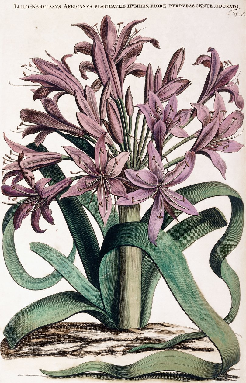 Lillio-Narcissus, 1697-1701 alkotó: Dutch School