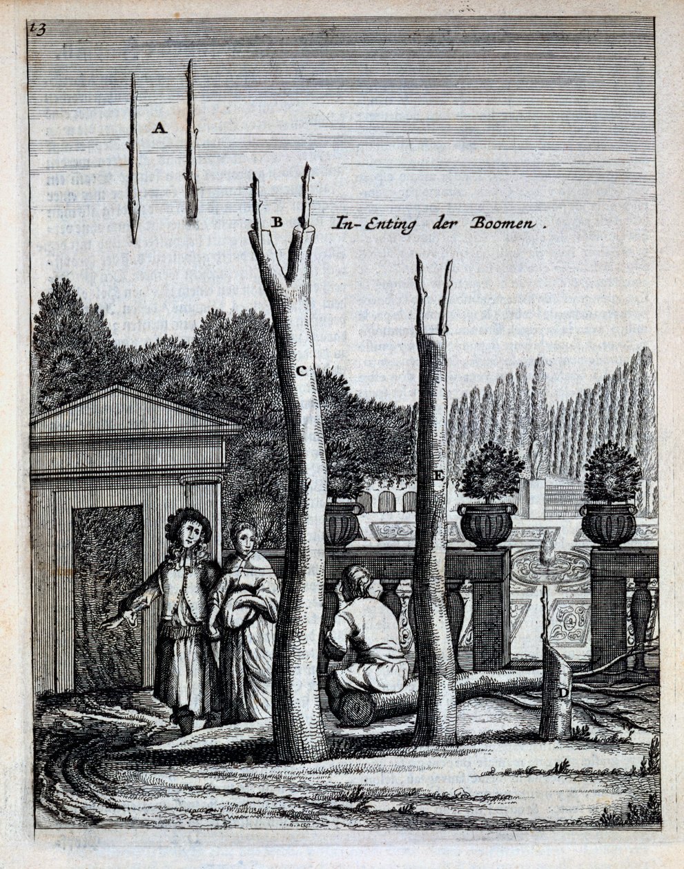 Lime and Orange Trees, Jan Commelin De Nederlandze Hesperides című könyvéből, 1676-ban jelent meg alkotó: Dutch School