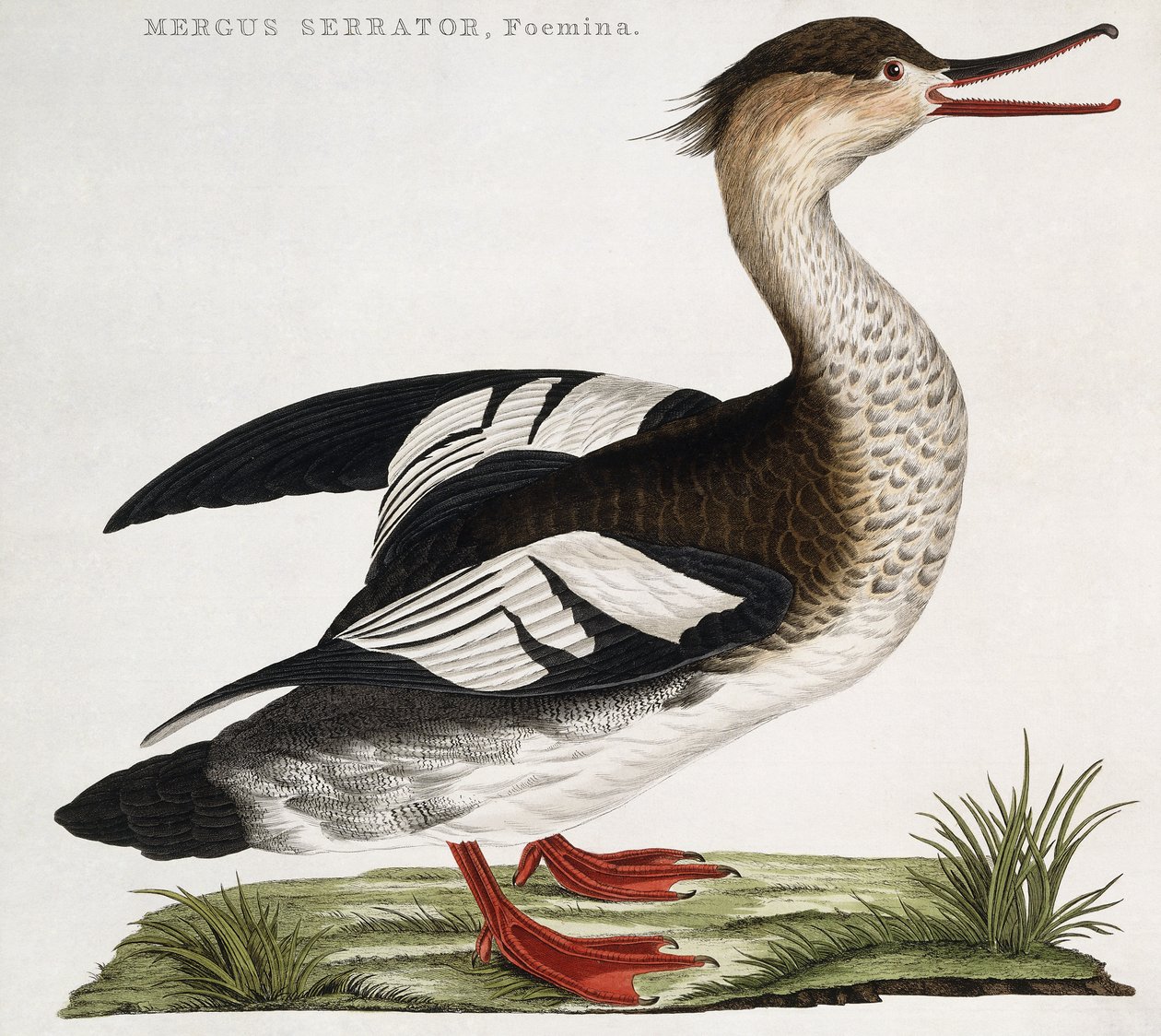 Mergus Serrator, nőstény alkotó: Dutch School