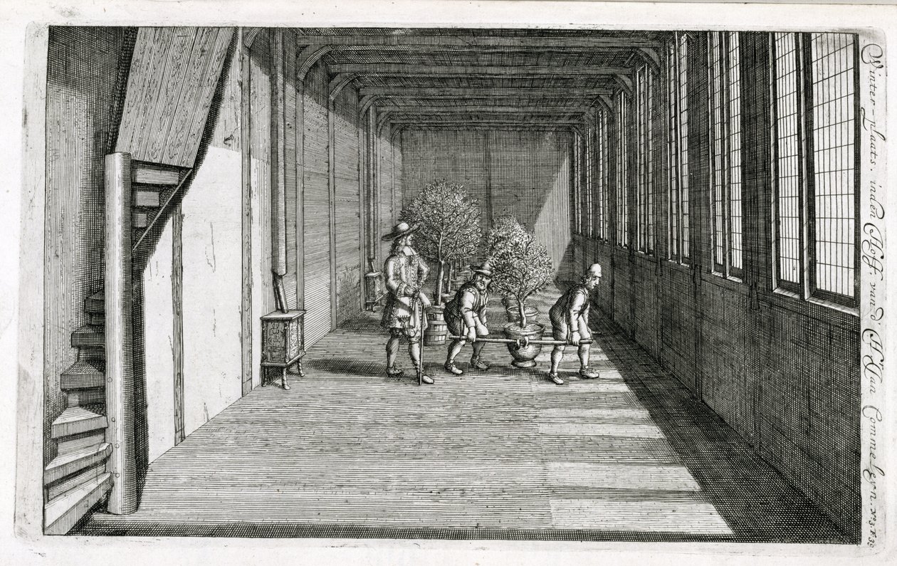 Fák költöztetése a kertbe nyárra, Jan Commelin De Nederlandse Hesperides című művéből, 1676-ban alkotó: Dutch School
