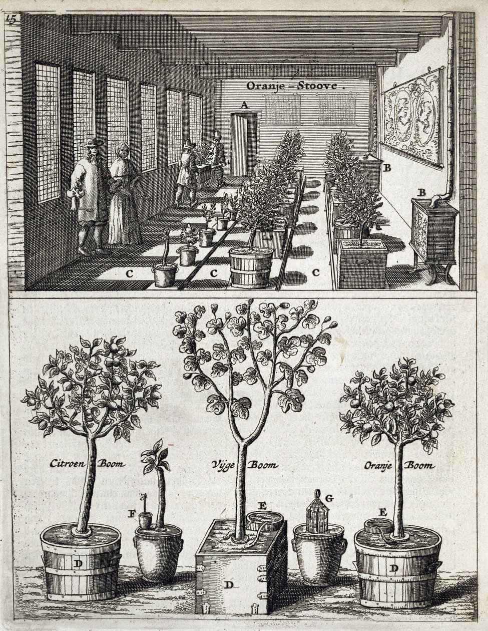 Orangery, Jan Commelin De Nederlandze Hesperidesből, 1676-ban jelent meg alkotó: Dutch School