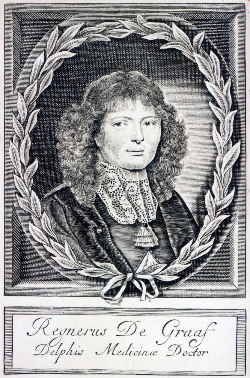 Regnier de Graaf, 1670 körül alkotó: Dutch School