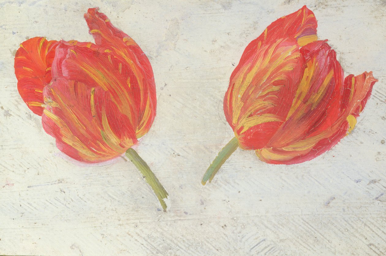 Tanulmányok tulipánokról, 1830 körül (olaj, papír) alkotó: Dutch School
