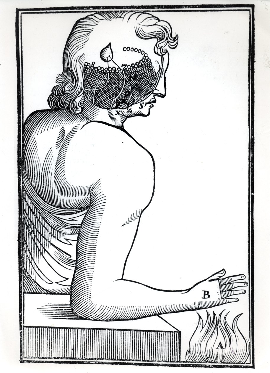 Az érzékek felfogása, Rene Descartes (1596-1650) De Homine Figuris című művéből, amelyet Amszterdamban adtak ki, 1677 alkotó: Dutch School