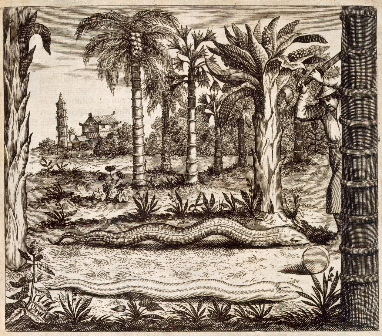 A kőkígyó, Kínából Illusztrálta: Athanasius Kircher (1601-80) 1667 alkotó: Dutch School
