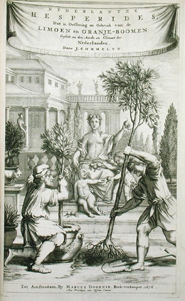 Címlap Jan Commelin "De Nederlandze Hesperides" című művéből, 1676-ban megjelent (metszet) alkotó: Dutch School