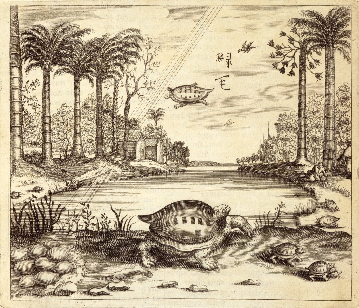 Keltető teknős tojások, Kínából Illusztrálta: Athanasius Kircher (1601-80) 1667 alkotó: Dutch School