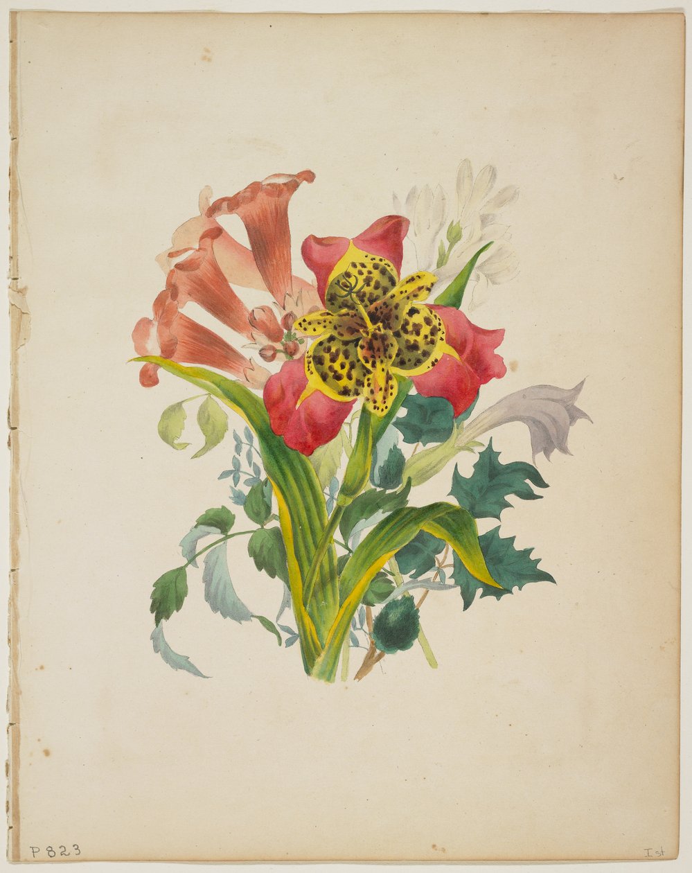 Trombitaszőlő csokor, a Flora