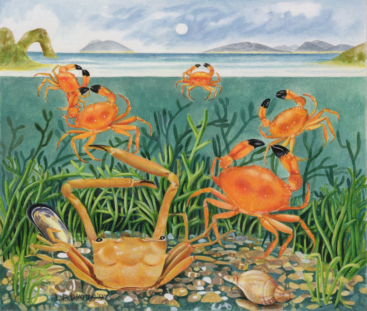 Rák az óceánban, 1997 (akril papíron) alkotó: E.B. Watts