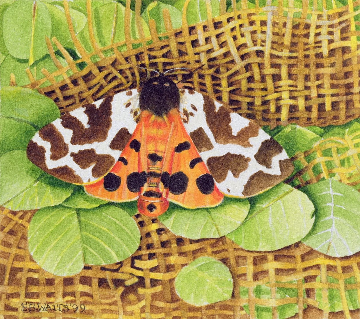 Tigrismoly, 1999 (akril papíron) alkotó: E.B. Watts