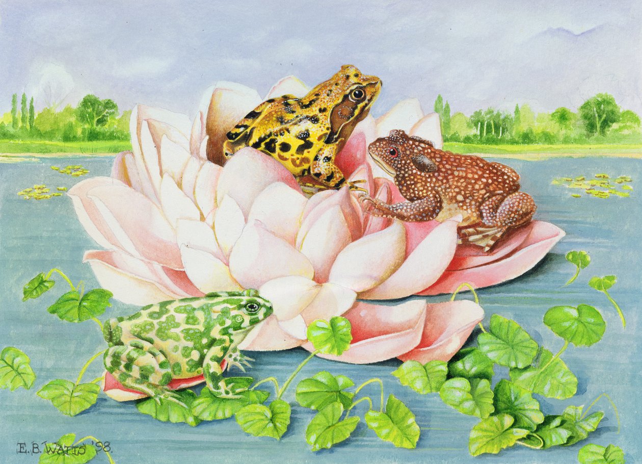 Tavirózsa, 1998 (akril papíron) alkotó: E.B. Watts