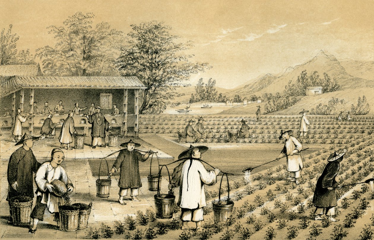 A tea kultúrája és elkészítése, Kína, 1847. alkotó: E Gilks