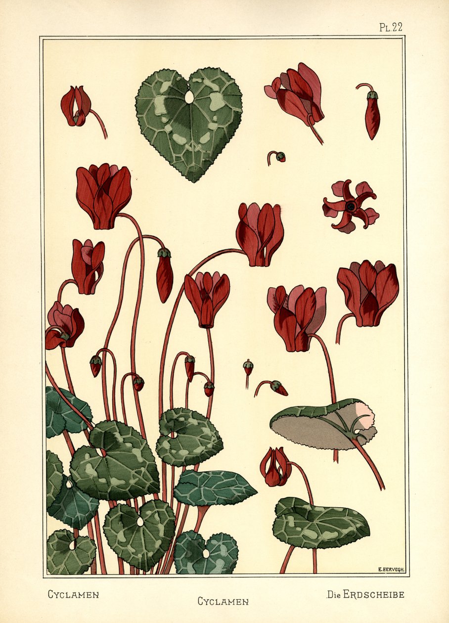 A ciklámen alkotó: E. Hervegh