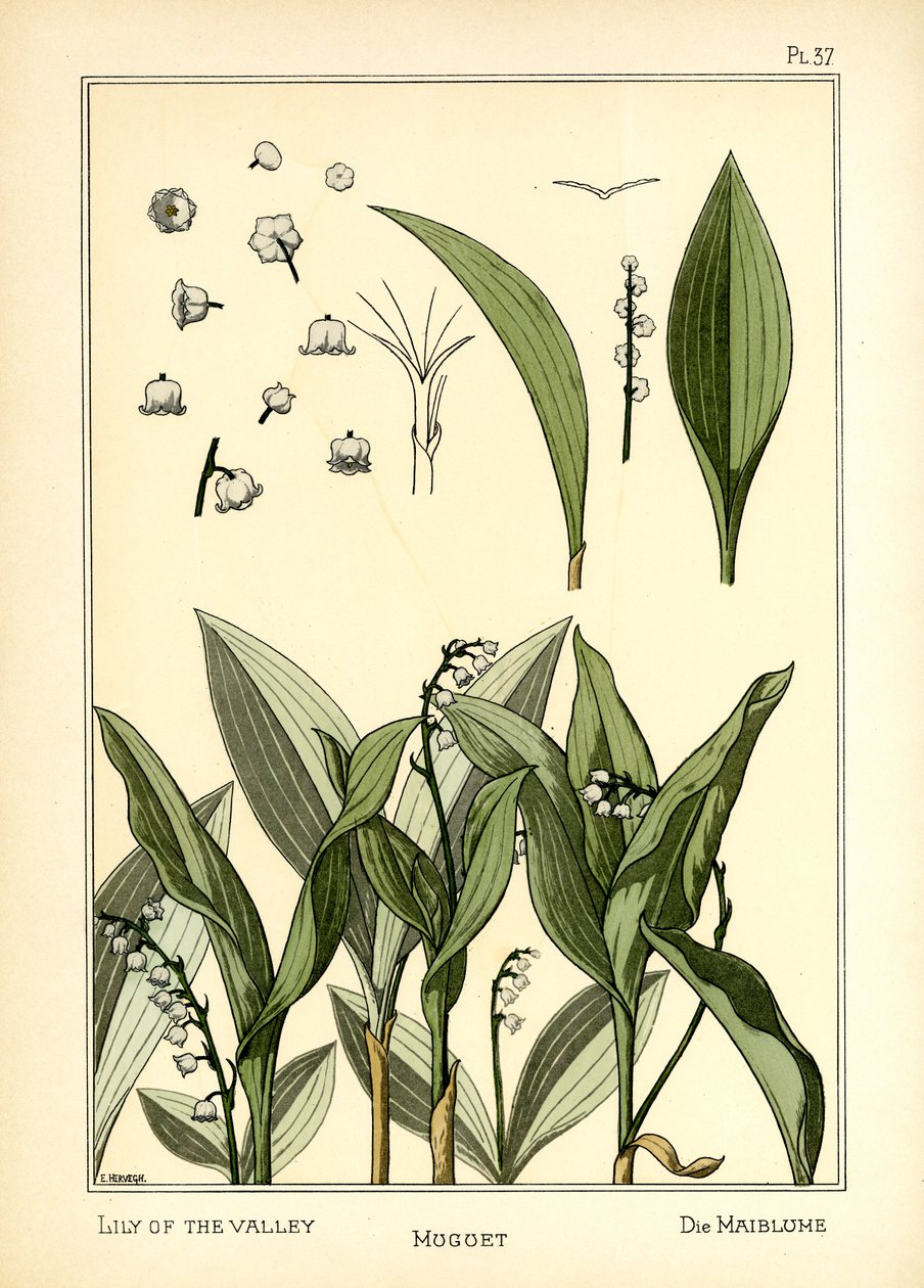 Gyöngyvirág alkotó: E. Hervegh