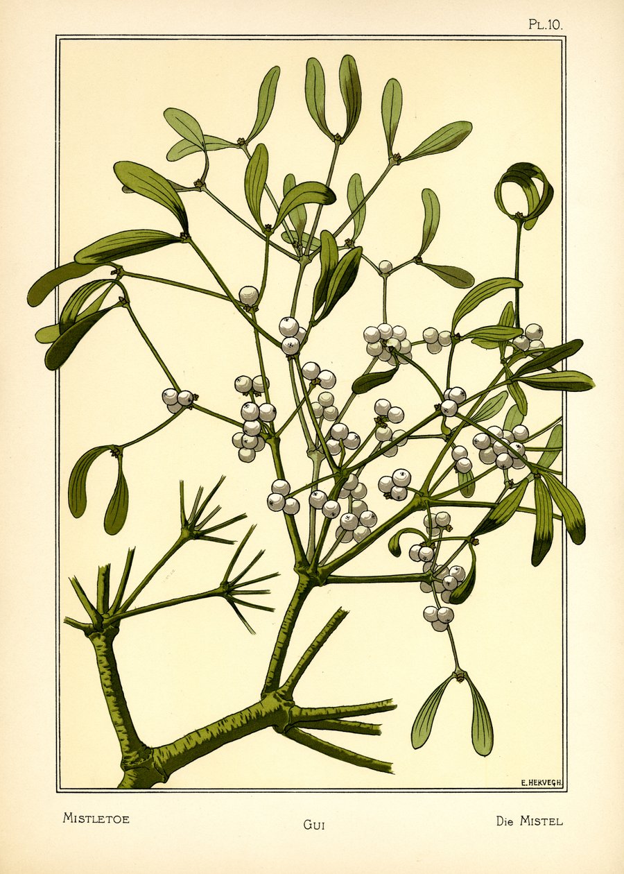 A fagyöngy alkotó: E. Hervegh