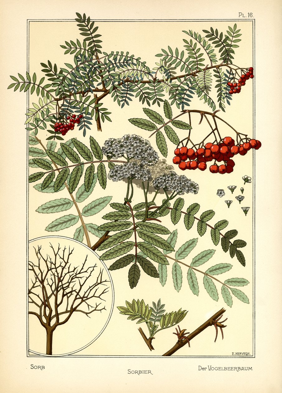 A Sorb alkotó: E. Hervegh