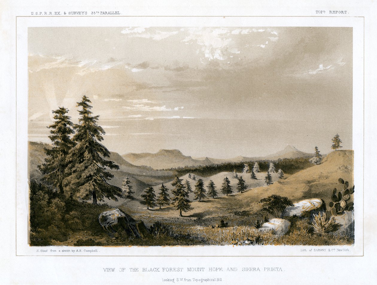 The Black Forest Mount Hope és Sierra Prieta, USA, 1856. alkotó: E Stout