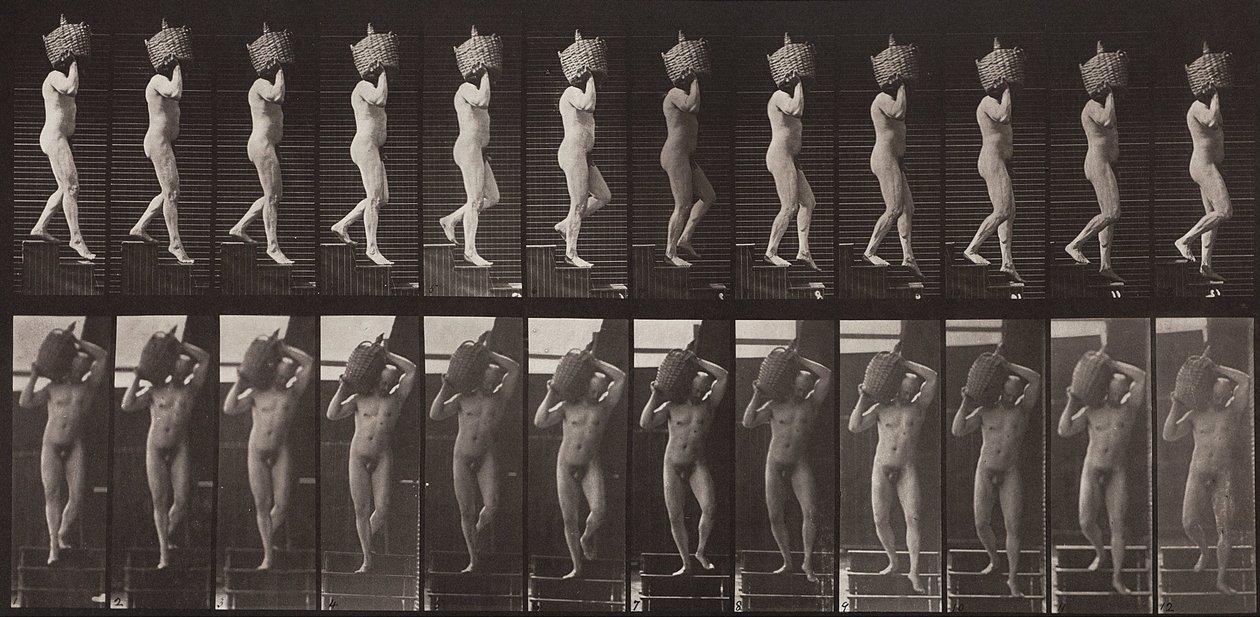 Állatok mozgása, 136. tábla alkotó: Eadweard Muybridge